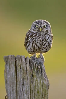 Images Dated 20th June 2012: Little Owl (Athene noctua) perched on post. Wales, UK, June