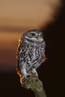 Little owl (Athene noctua) perched on post at dusk, Carmarthenshire, Wales, UK, Captive Little owl (Athene noctua) perched on post at dusk, Carmarthenshire, Wales, UK, Captive