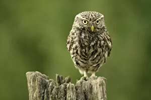 2020VISION 2 Gallery: Little owl (Athene noctua) perched on a post, Essex, England, UK, June