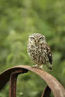 Little owl (Athene noctua) perched on a rusting iron wheel, Essex, England, UK, June