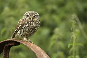 Little owl (Athene noctua) perched on a rusting iron wheel, Essex, England, UK, June