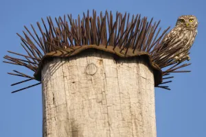 Spike Prints: Little owl (Athene noctua) perched on spikes that are used to deter birds
