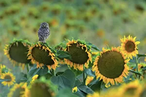 Andalusia Gallery: Little owl (Athene noctua) perched on sunflower, Cadiz, Andalusia, Spain, July