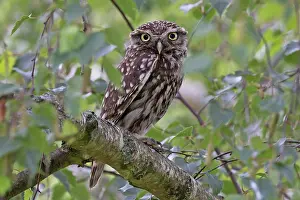 Strigiformes Prints: Little owl (Athene noctua) perched in tree, Norfolk, England, UK. July