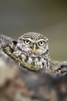 Images Dated 1st April 2009: Little Owl (Athene noctua) portrait. Gloucestershire, UK, April