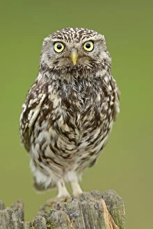 Images Dated 9th June 2012: Little Owl (Athene noctua) portrait on post. Wales, UK, June