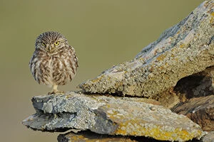 Images Dated 2nd April 2009: Little owl (Athene noctua) on rock, La Serena, Extremadura, Spain, April 2009