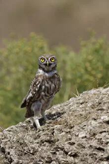 Images Dated 12th July 2009: Little owl (Athene noctua) standing on rock, Bagerova Steppe, Kerch Peninsula, Crimea