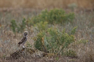 Images Dated 12th July 2009: Little owl (Athene noctua) standing on rock, Bagerova Steppe, Kerch Peninsula, Crimea