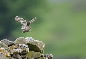 Little owl (Athene noctua) taking flight, NorthYorkshire, UK. June, 2021