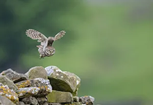 Little owl (Athene noctua) taking flight, NorthYorkshire, UK. June, 2021 Little owl (Athene noctua) taking flight, NorthYorkshire, UK. June, 2021