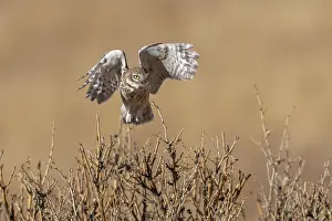 East Asia Prints: Little owl (Athene noctua) taking flight, Margaz Mountains, Western Mongolia