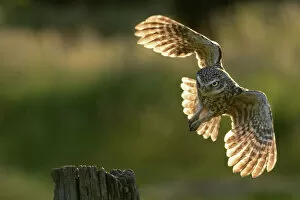 Little Owl (Athene noctua) taking flight from a post. Wales, UK, June
