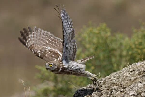 Little owl (Athene noctua) taking off, Bagerova Steppe, Kerch Peninsula, Crimea, Ukraine
