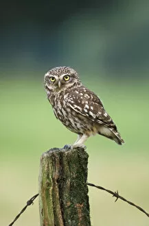 Little owl perched {Athene noctua} UK