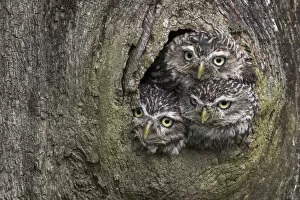 Three Little owls (Athene noctua) looking out of a nest hole, Cumbria, UK, August
