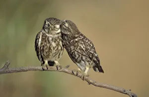 Birds Gallery: Little owls courtship {Athene noctua} Spain