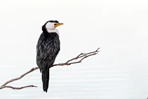Cormorant Prints: Little pied cormorant (Microcarbo melanoleucos) perched on branch protruding out of water