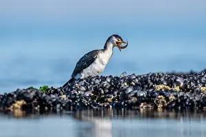 Cormorant Prints: Little pied cormorant (Microcarbo melanoleucos) standing on intertidal rocks