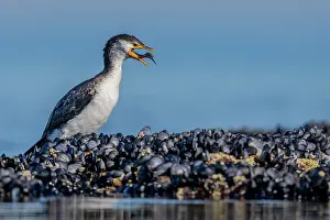 Cormorant Prints: Little pied cormorant (Microcarbo melanoleucos) standing on intertidal rocks