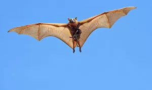 2019 December Highlights Gallery: Little red flying fox (Pteropus scapulatus) female and suckling baby in flight, searching