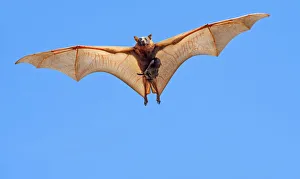 Suckling Prints: Little red flying fox (Pteropus scapulatus) female and suckling baby in flight, searching