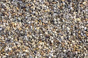 Camouflage Collection: Little ringed plover {Charadrius dubius} nest with four eggs camouflaged on shingle, Lorraine