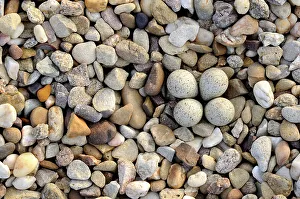 Stones Prints: Little ringed plover {Charadrius dubius} nest with four eggs camouflaged on shingle