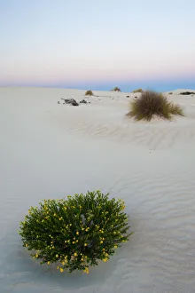 Little Sahara dunes with desert plant flowering at sunset, Seal Bay Conservation Park Little Sahara dunes with desert plant flowering at sunset, Seal Bay Conservation Park