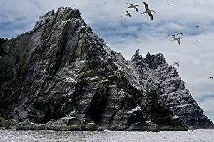 Rock Prints: Little Skellig Island with Northern gannets (Morus bassanus) breeding colony on cliffs