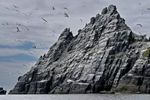 Rock Prints: Little Skellig Island with Northern gannets (Morus bassanus) breeding colony on cliffs