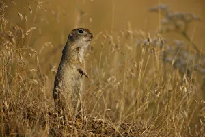 Ground Squirrels Prints: Little souslik (Spermophilus pygmaeus) standing alert, Bagerova Steppe, Kerch Peninsula