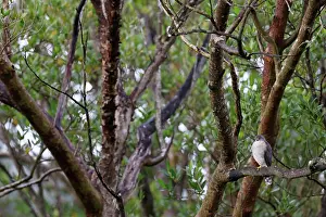 Coastal Wetland Prints: Little sparrowhawk (Accipiter minullus) perched on branch in mangrove swamp habitat