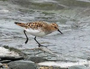 Sandpiper Prints: Little stint (Calidris minuta) foraging along the shore tideline