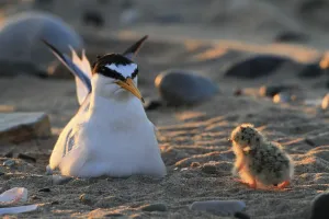 2020 April Highlights Prints: Little Tern (Sterna albifrons) chick walking back to parent sitting on nest scrape