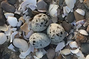 Little tern (Sterna albifrons) three eggs in nest scrape, County Wicklow, Ireland, June