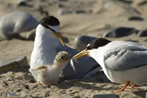 Images Dated 30th June 2015: Little tern (Sterna albifrons ) feeding sand eel (Hyperoplus spp) to young chick