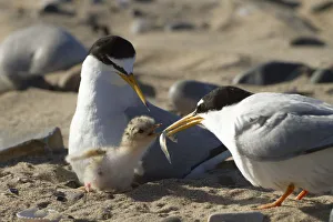 Sterninae Prints: Little tern (Sterna albifrons ) feeding sand eel (Hyperoplus spp) to young chick