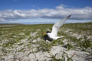 Gramineae Collection: Little Tern (Sterna albifrons) at the nest amongst Black oats (Avena strigosa) North Uist