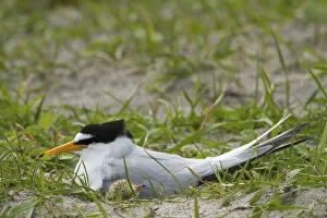Sterninae Prints: Little tern (Sterna albifrons) at the nest amongst Black oats (Avena strigosa) growing