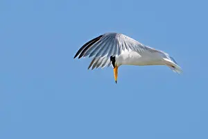 Sterninae Prints: Little tern (Sternula albifrons) in breeding plumage