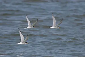 Sterninae Prints: Three Little terns (Sterna albifrons) in flight over water