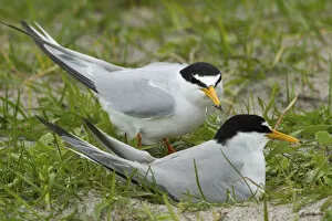 Gramineae Collection: Two Little terns (Sterna albifrons) at the nest amongst Black oats (Avena strigosa)
