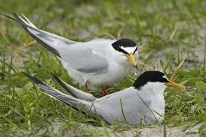 Two Little terns (Sterna albifrons) at the nest amongst Black oats (Avena strigosa)