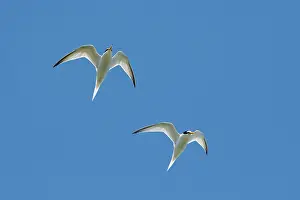 Sterninae Prints: Two Little terns (Sternula albifrons) in breeding plumage in flight against blue sky