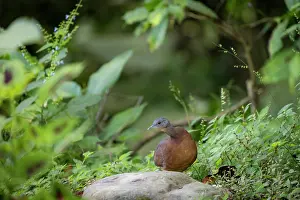 Colombia Prints: Little tinamou (Crypturellus soui) portrait, Sierra Nevada de Santa Marta, Colombia