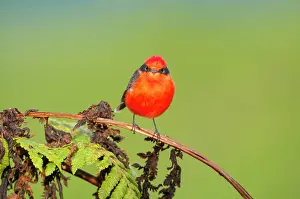 Coloured Background Prints: Little vermillion flycatcher (Pyrocephalus nanus) perched on fern frond