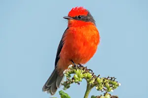Galapagos Prints: Little vermillion flycatcher (Pyrocephalus nanus) portrait