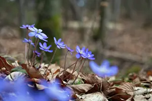 Ranunculaceae Prints: Liverwort (Hepatica nobilis) in flower in woodland, Germany. March