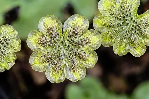 Male Prints: Liverwort (Marchantia polymorpha ruderalis) male gametophytes
